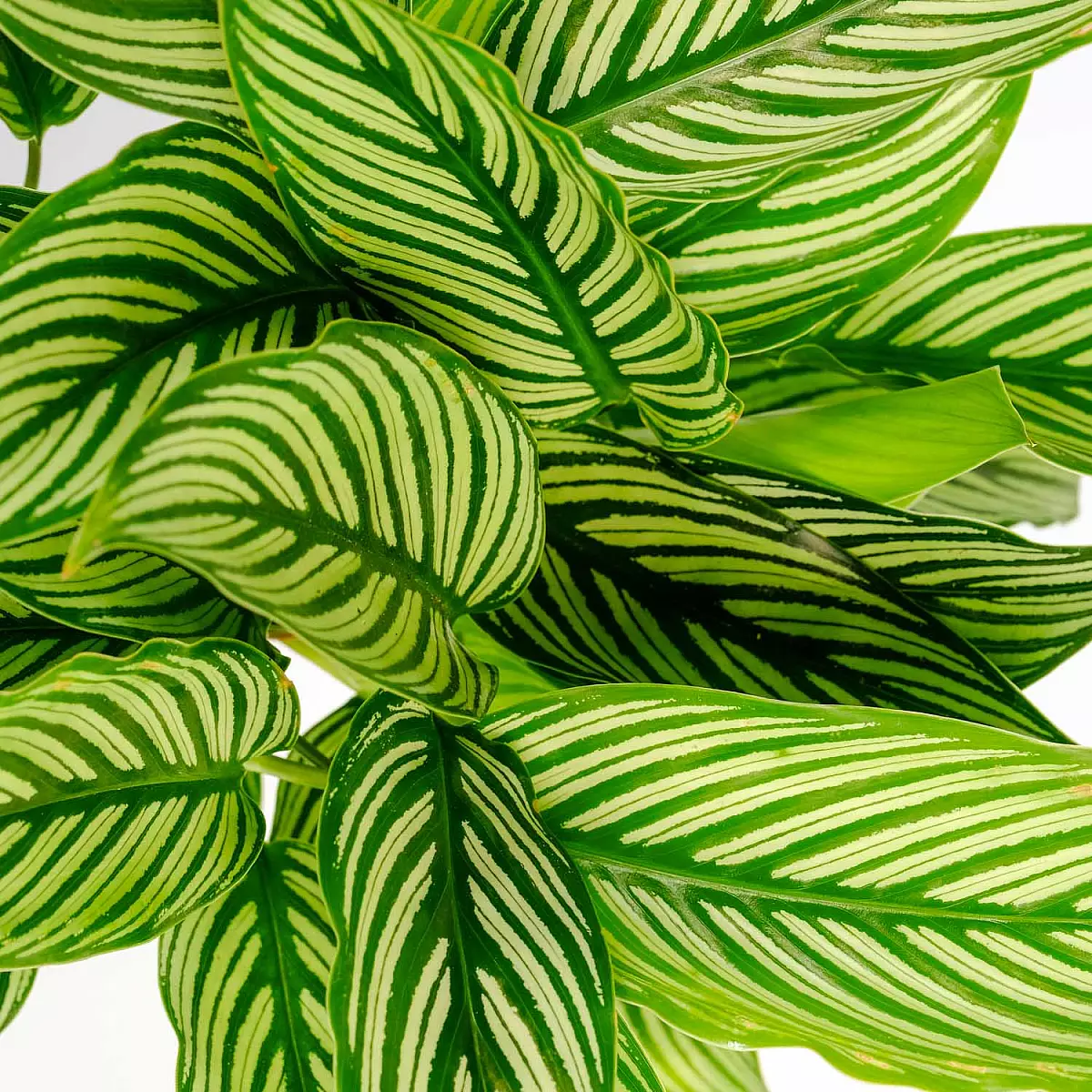 Calathea Vitata