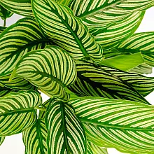 Calathea Vitata