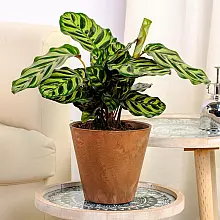 Calathea makoyana