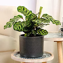 Calathea makoyana