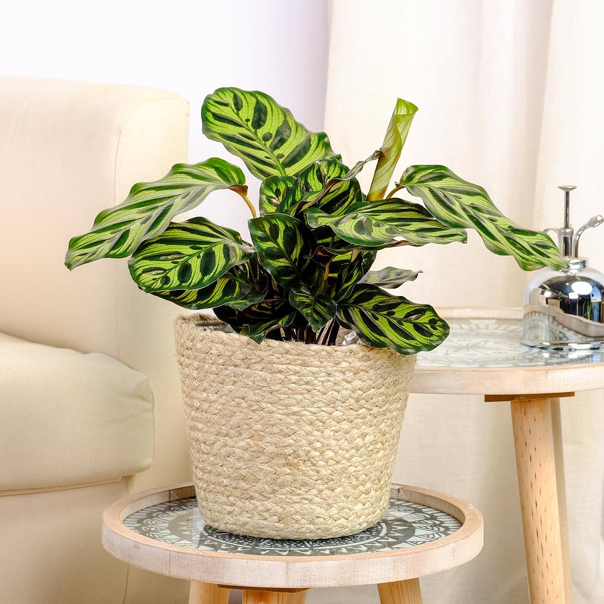 Calathea makoyana