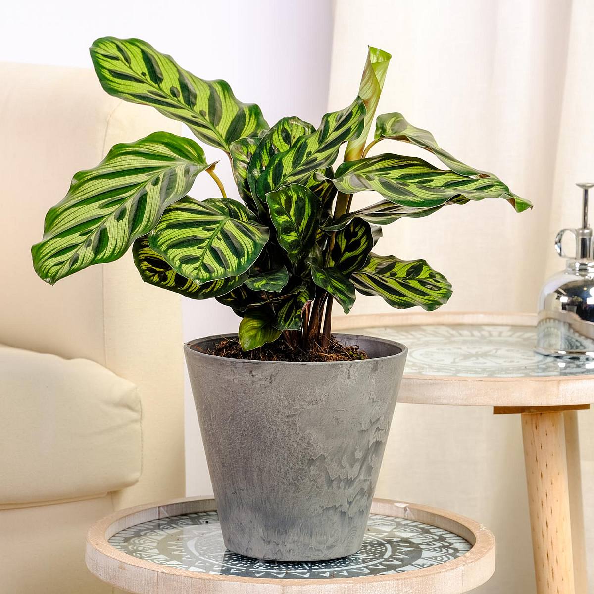 Calathea makoyana