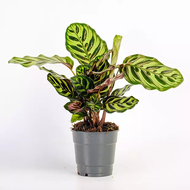 Calathea makoyana