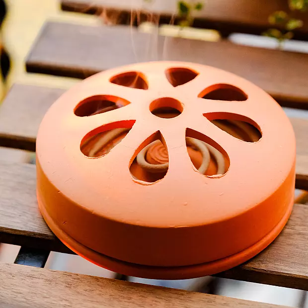 Citronella in Terracotta