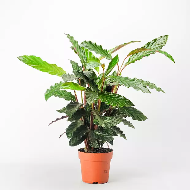 Calathea rufibarba