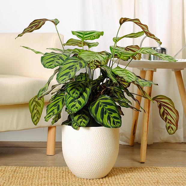 Calathea Makoyana