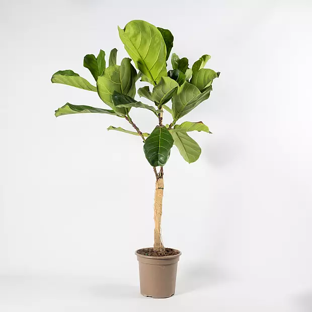 Ficus lira - Frondoso