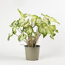 Caladium Allure