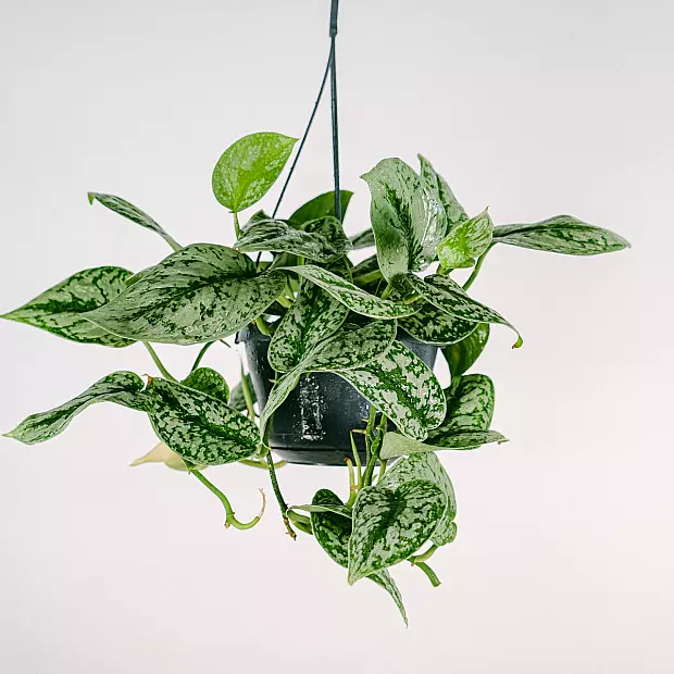 Silber Pothos