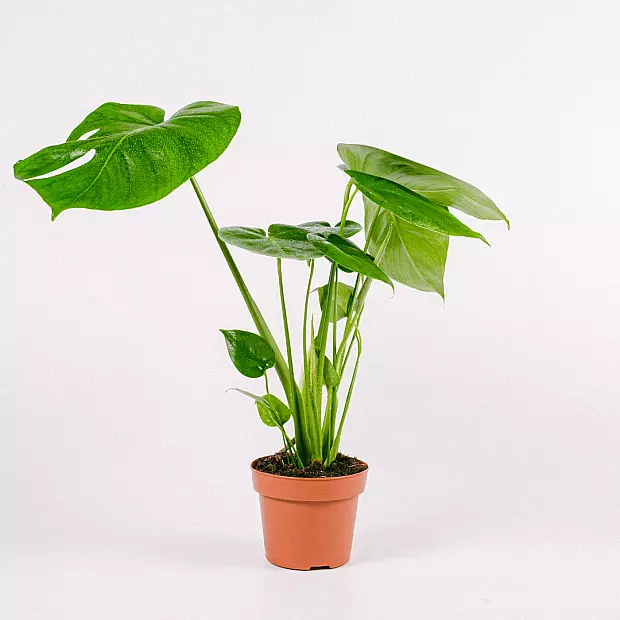 Monstera Deliciosa - Fensterblatt