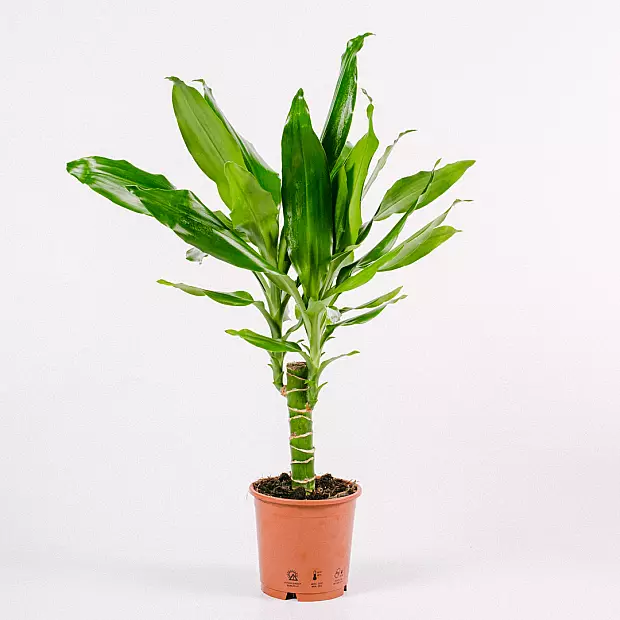 Dracaena Fragrans