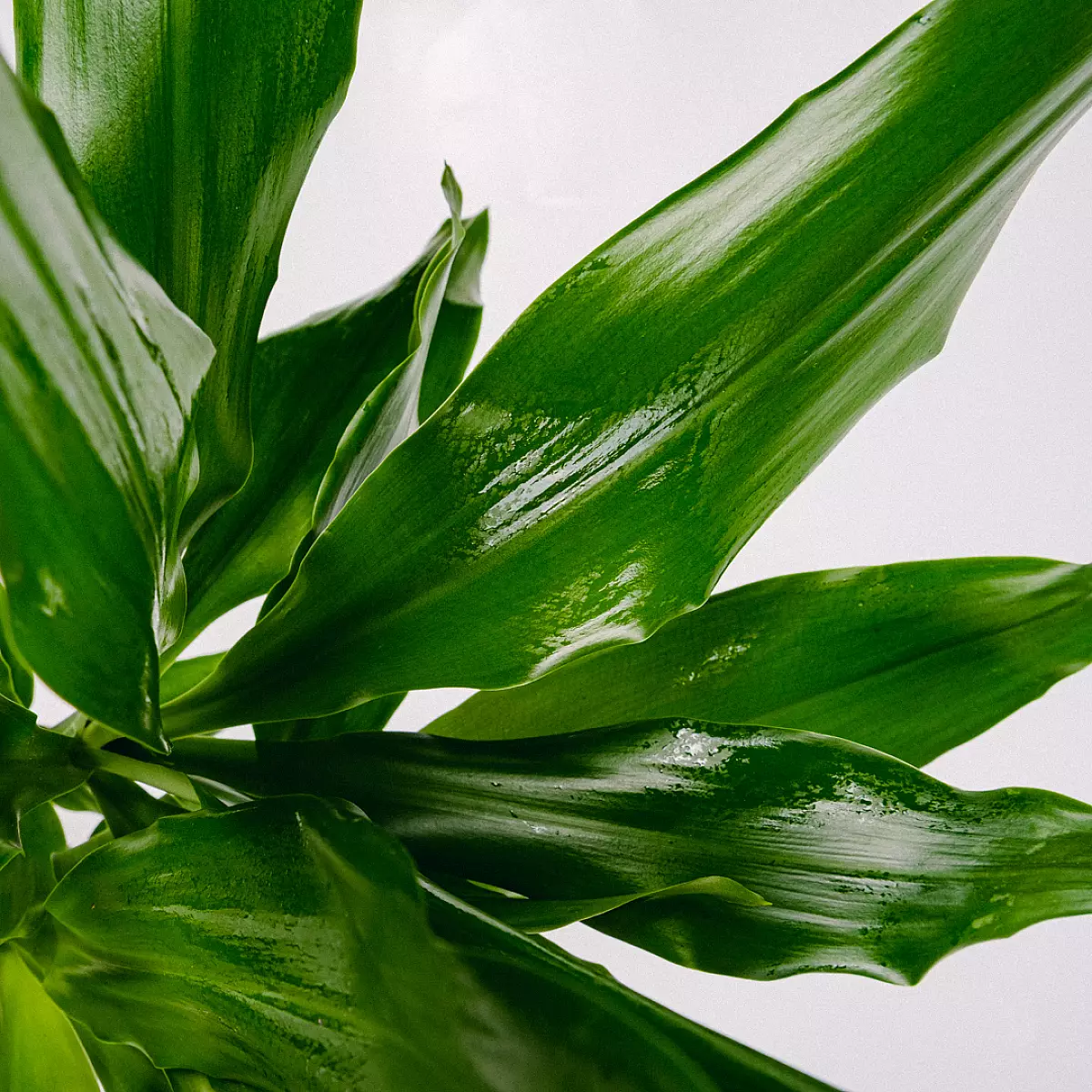 Dracaena Fragrans