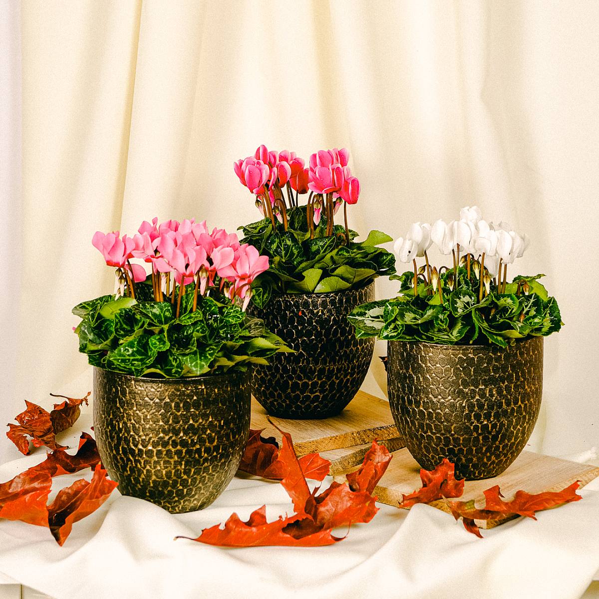 Trio de Cyclamen