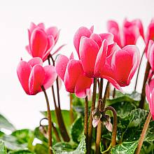 Trio de Cyclamen