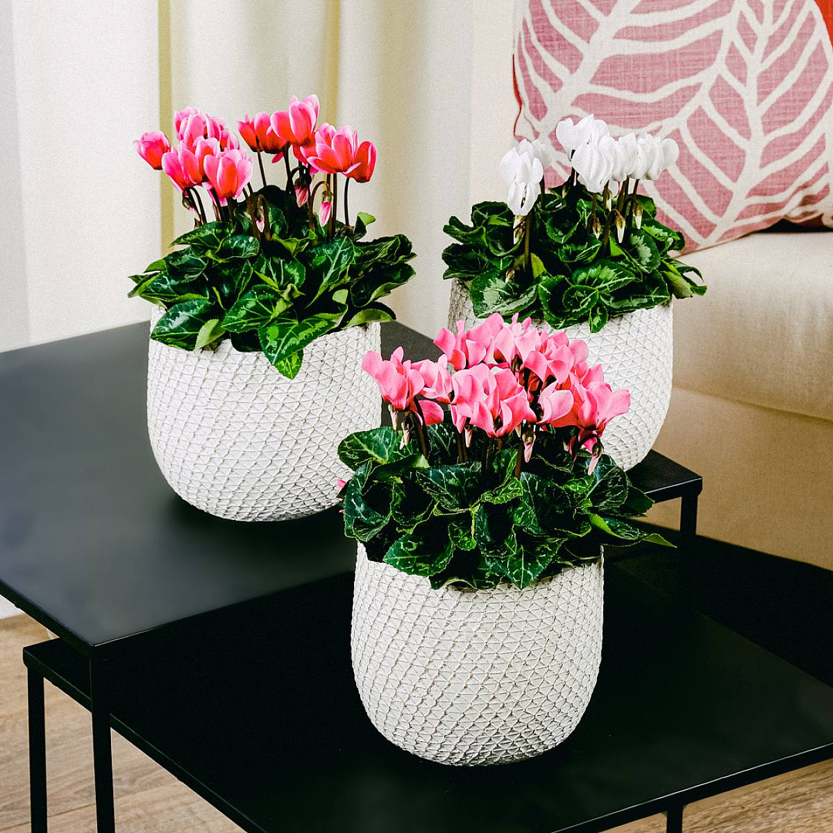 Trio de Cyclamen