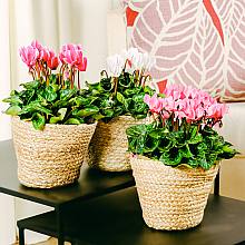 Trio de Cyclamen