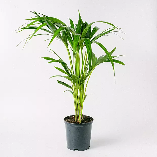 Kentia Palm