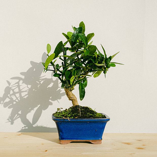 Bonsai árvore 10 anos Citrus kinzu / Laranjeira