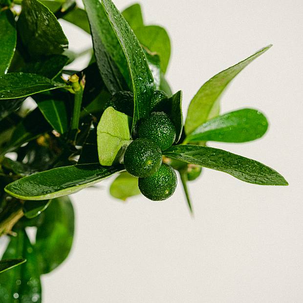 Bonsai tree 10 years Citrus kinzu / Orange tree