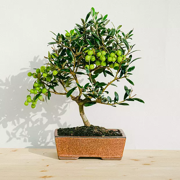 Bonsai Olivo 9 anos de idade