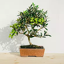 Bonsai Olivo 9 años related pic