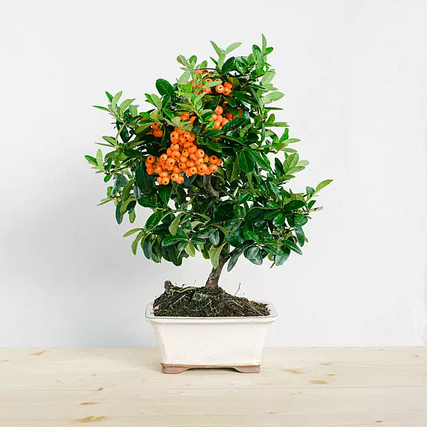 Bonsai 7 anos Pyracantha sp.ZP-b2