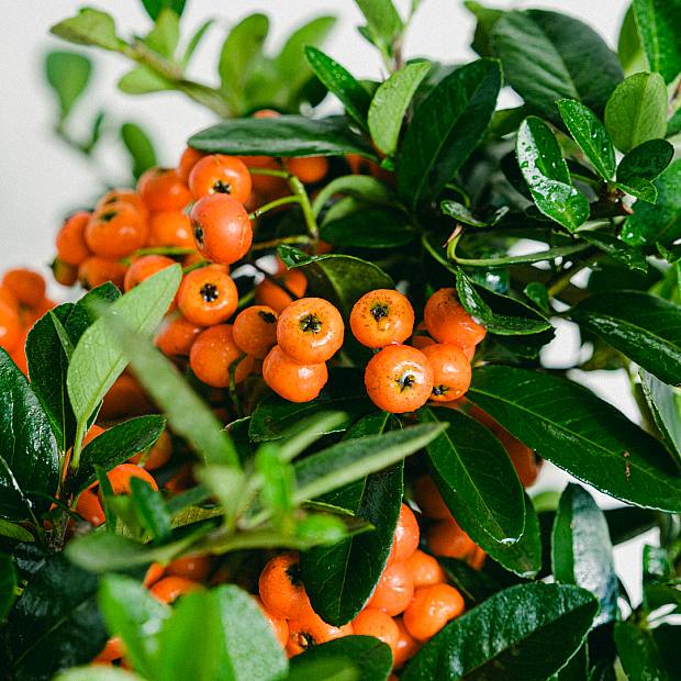 Bonsai 7 let Pyracantha sp.ZP-b2