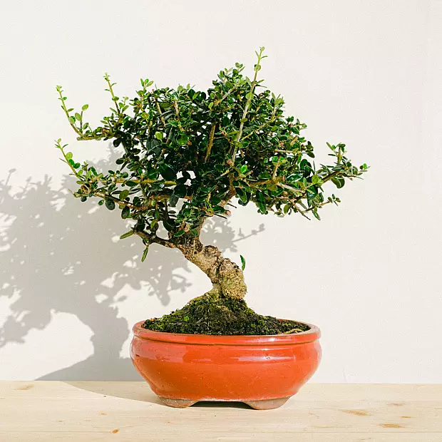 Bonsai Olivo Sylvestris 10 år gammel