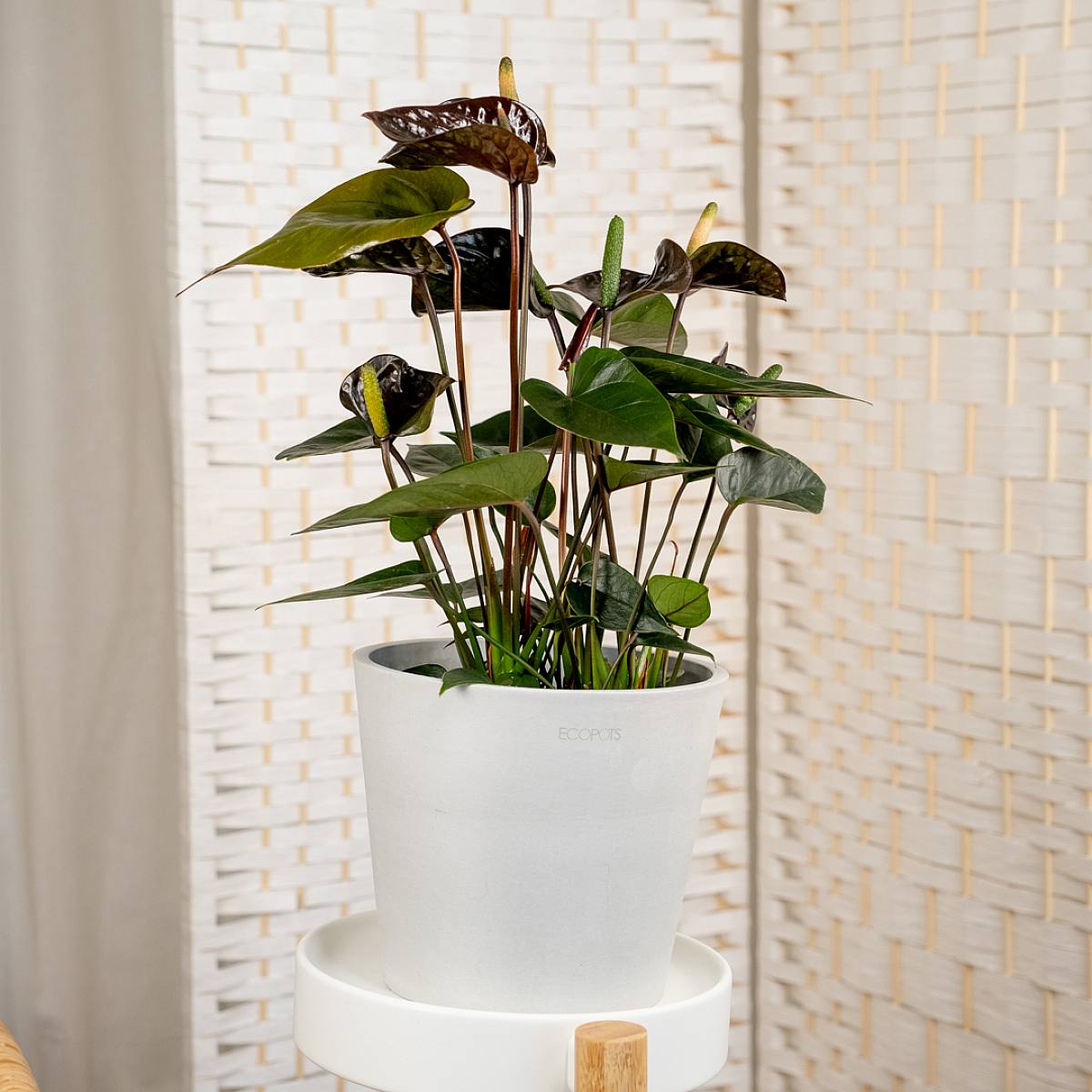 Anthurium Negro