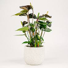 Anthurium Negro