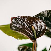 Anthurium Negro