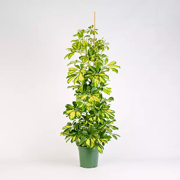 Schefflera Gold Capella