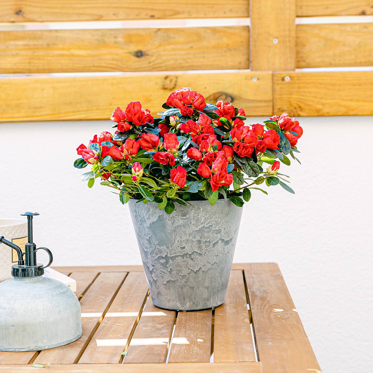 Azalea Roja