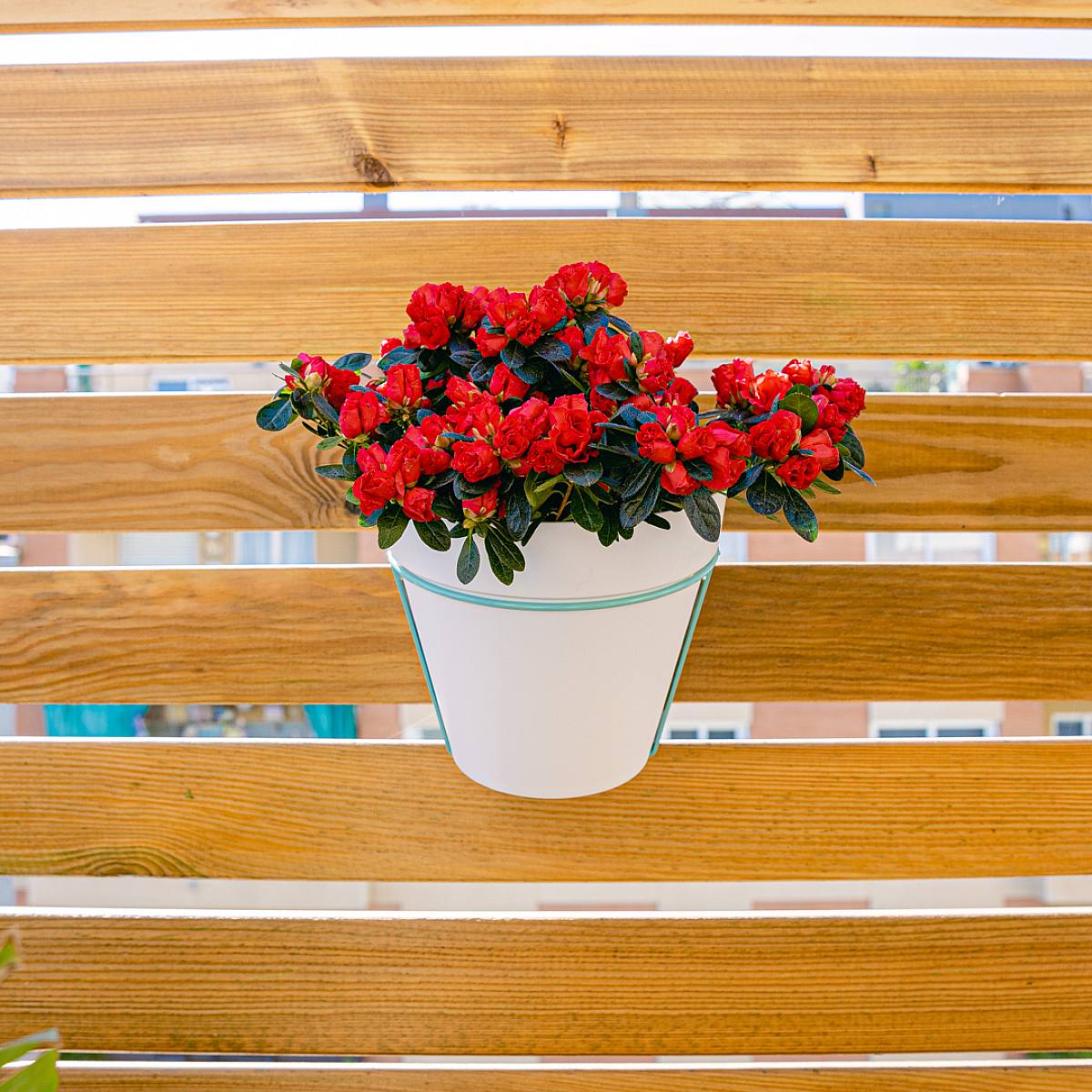 Azalea Roja