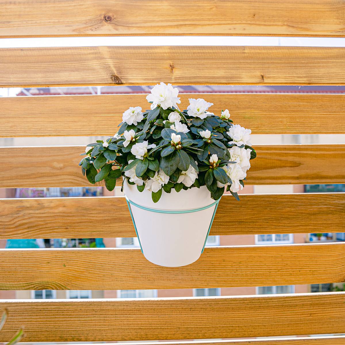 Azalea Blanca