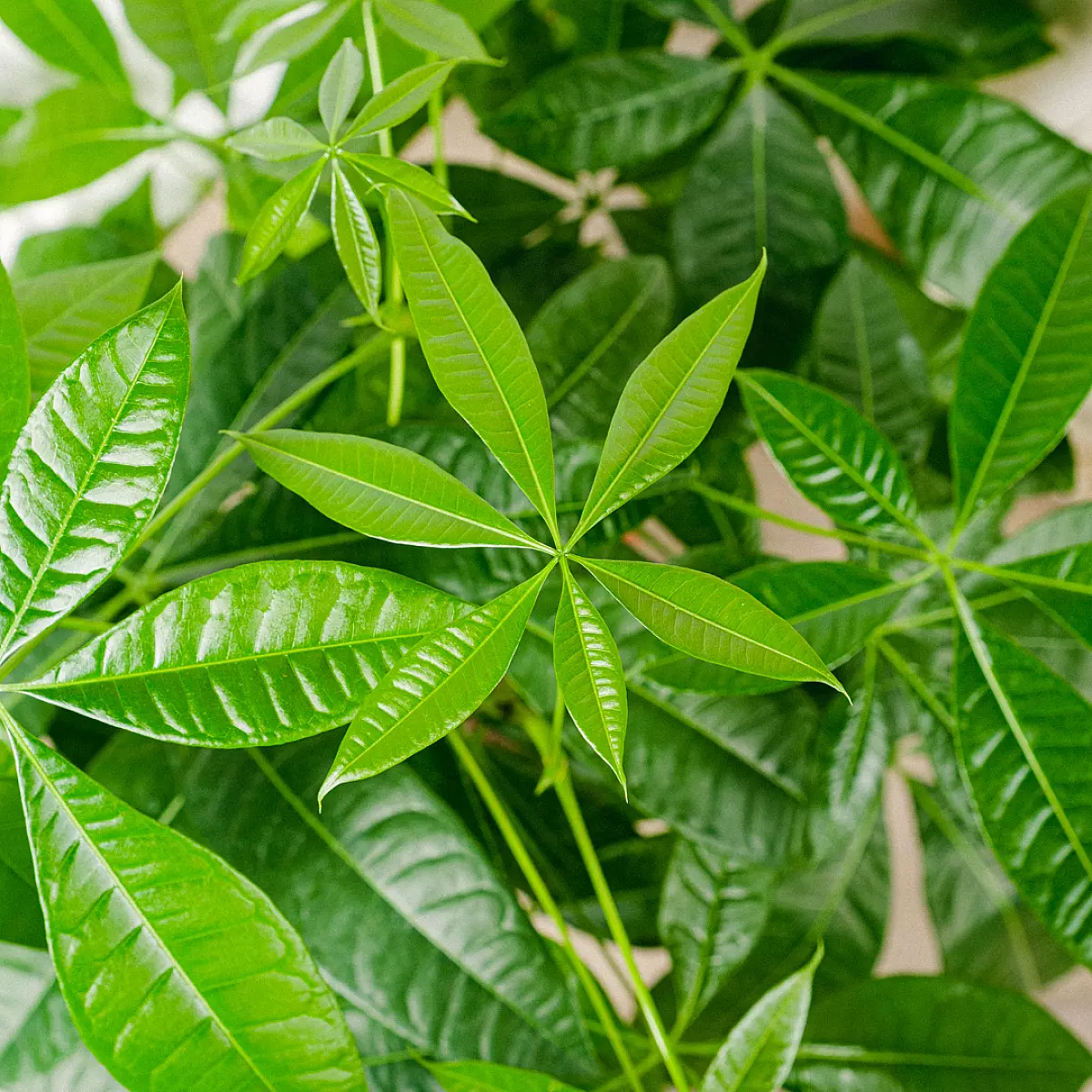 Pachira Aquatica - Árbol de la Suerte