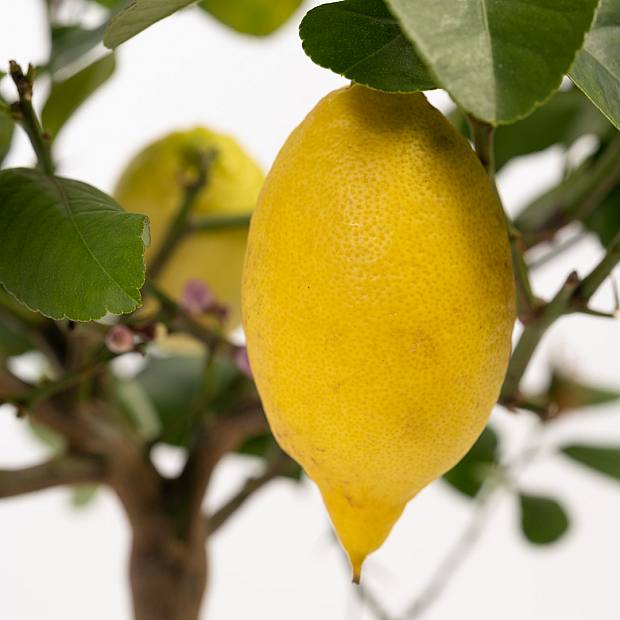 Lemon tree