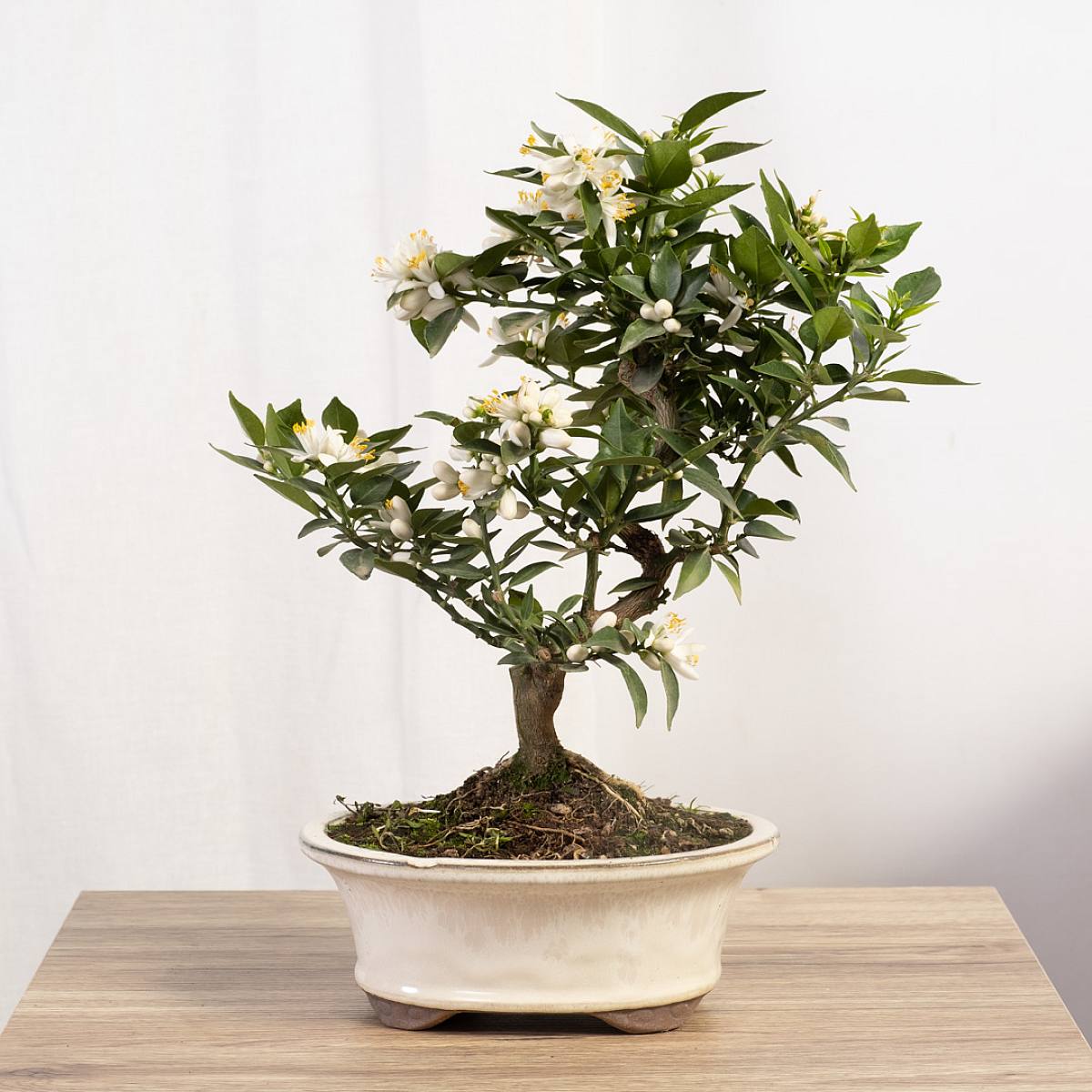 Bonsai 10 jaar Citrus myrtifolia