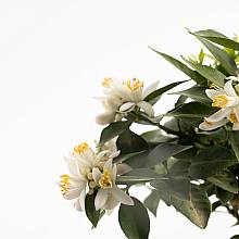 Bonsai 10 jaar Citrus myrtifolia