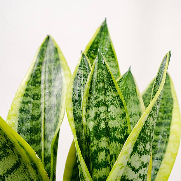 Snake Plant