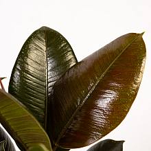 Ficus Elastica Melany