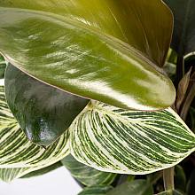 Philodendron Birkin