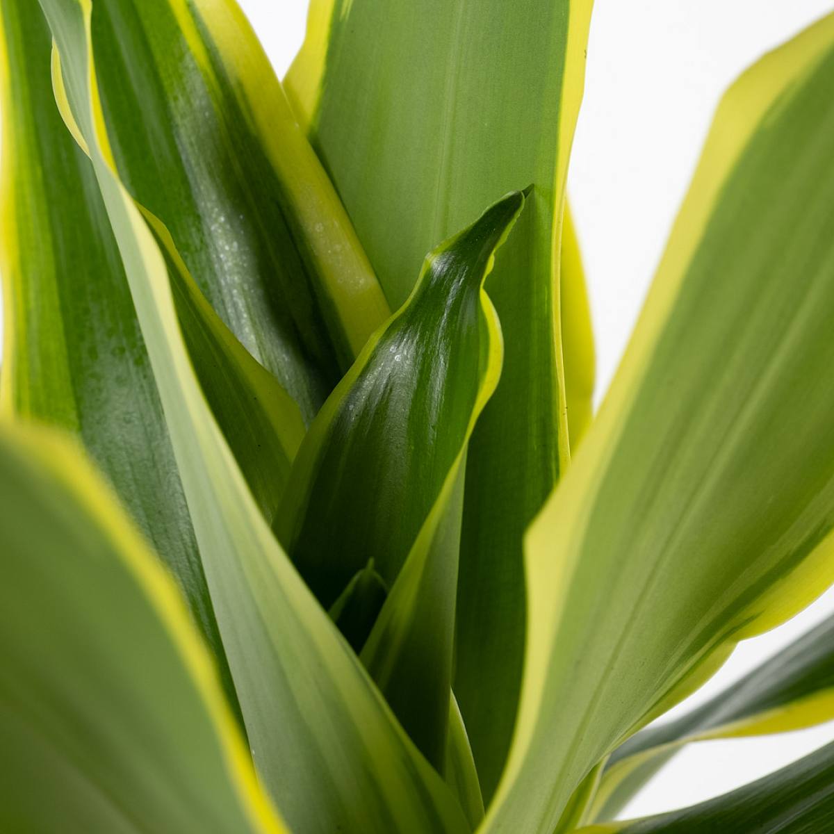 Dracena Limón