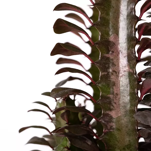 Euphorbia Trigona Rubra