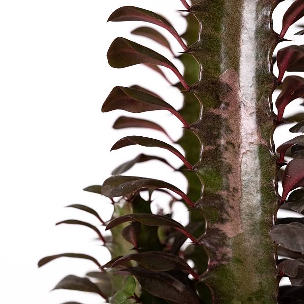 Euphorbia Trigona Rubra