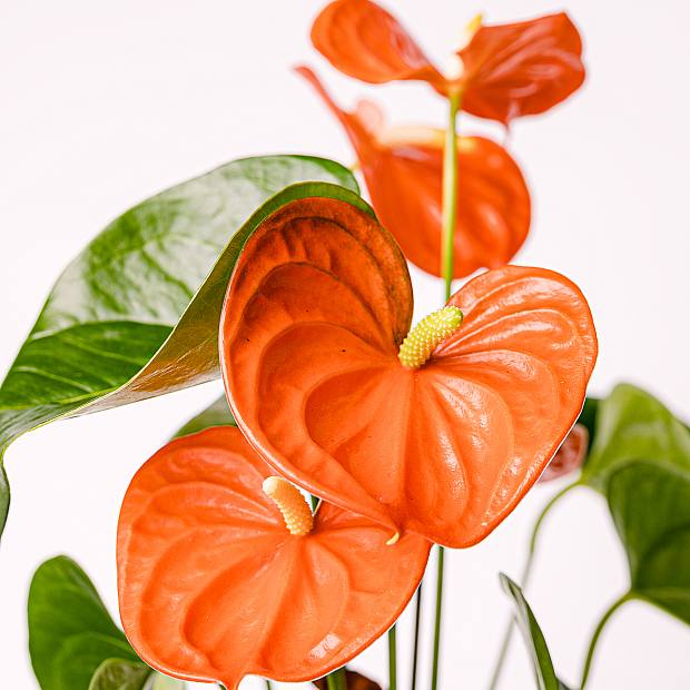 Anthurium röd