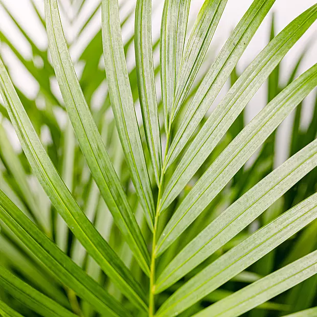 Areca-palm - luftrenare