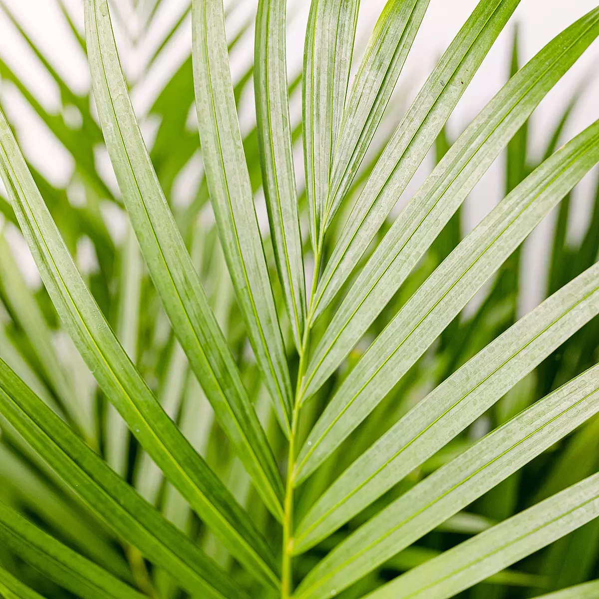 Areca Palm