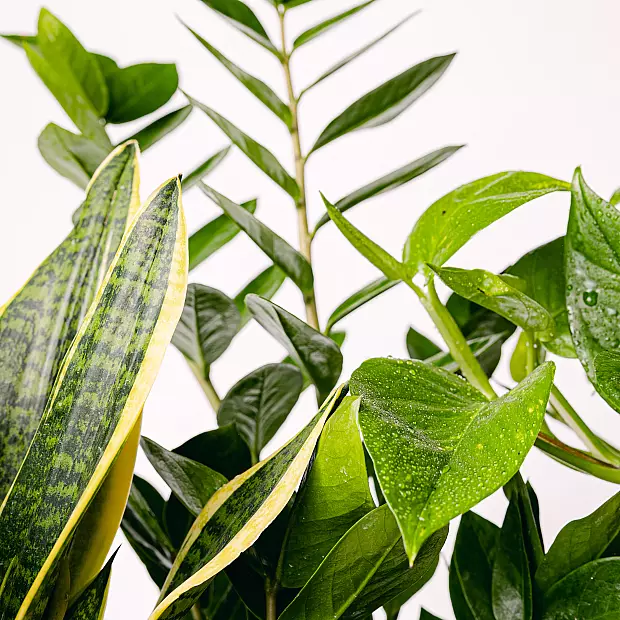 Plant Trio: Elegant Purifiers