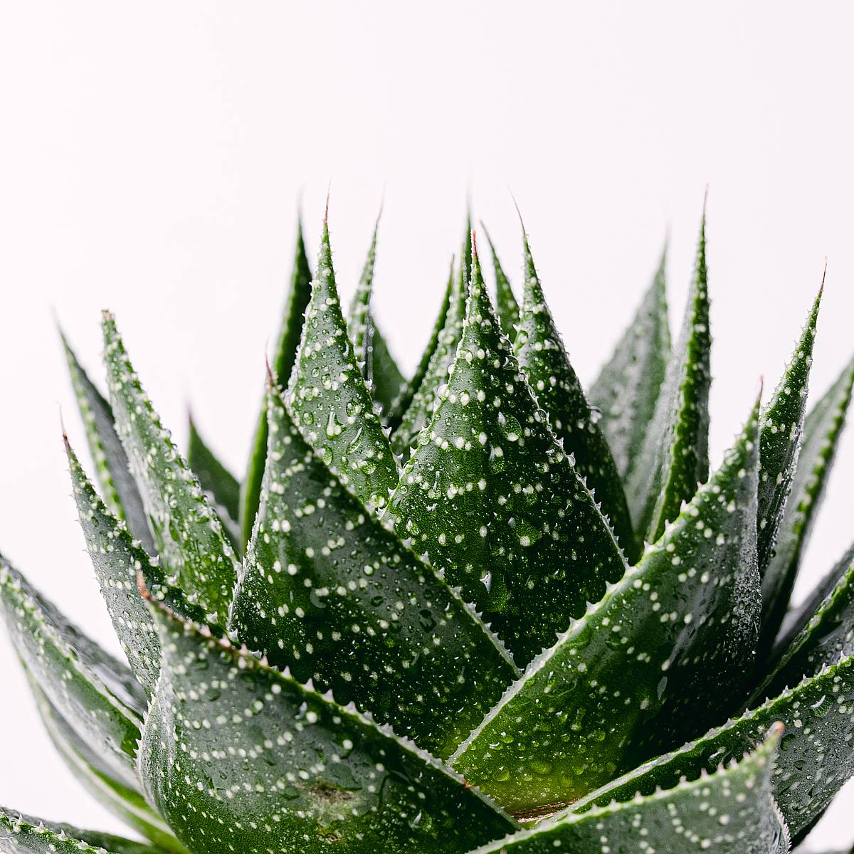 Aloe Salvaje